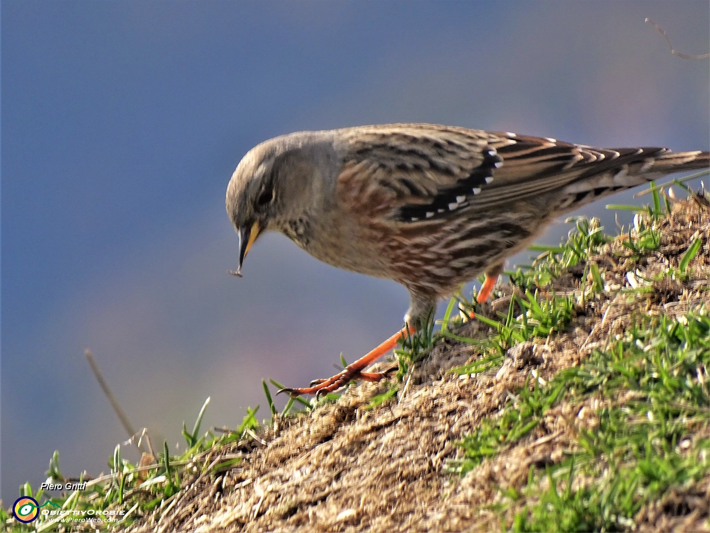 48 Bel passero di montagna alla ricerca di briciole .JPG